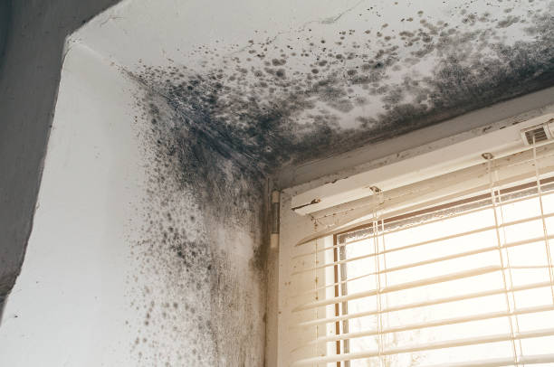 Affordable Black Mold Remediation solutions in Forest Park, GA